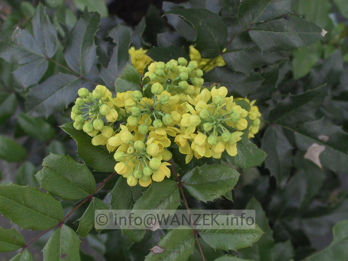 Mahonia aquifolium.JPG